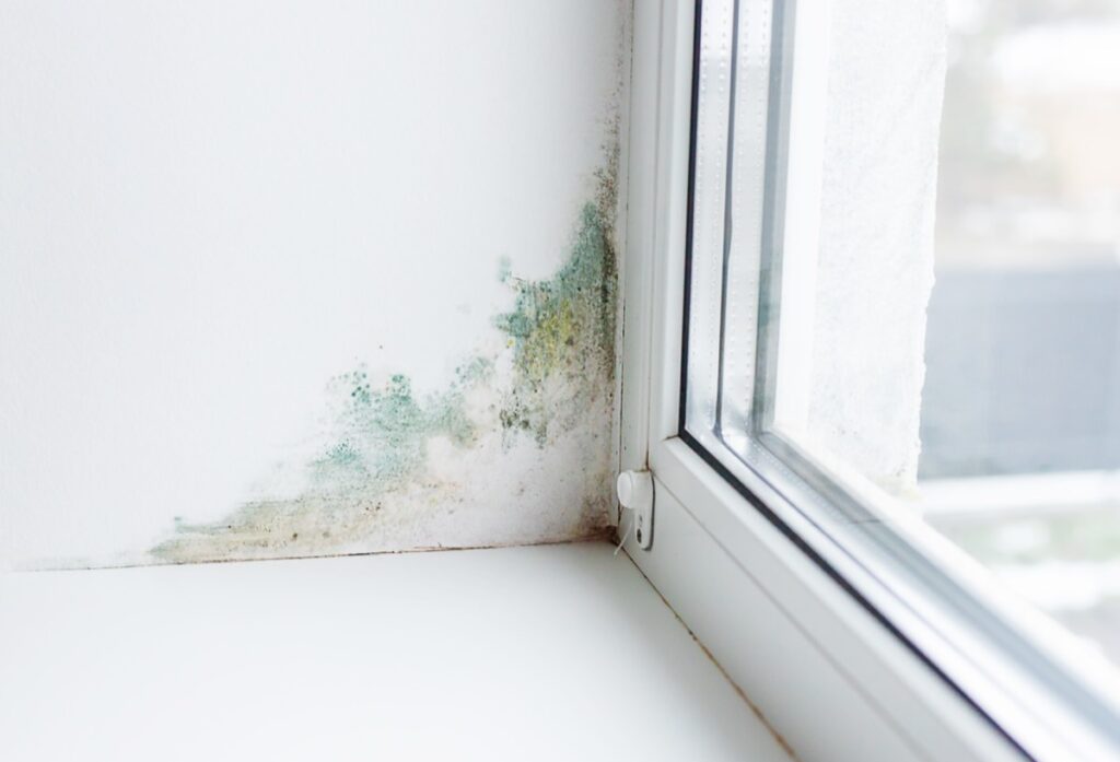 Moisissures sur les murs : les éliminer et éviter le retour