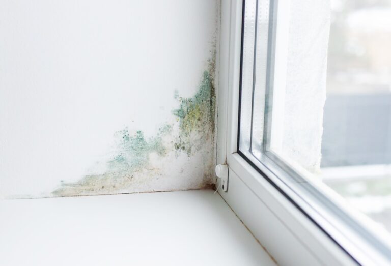 Moisissures sur les murs : les éliminer et éviter le retour